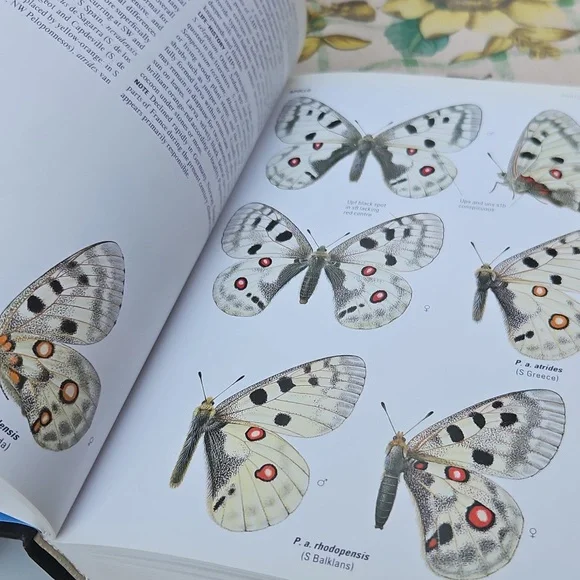 Collins Butterfly Guide - Picture 3 of 4